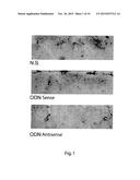 Antisense Oligonucleotides (ODN) Against SMAD7 and Uses Thereof in Medical     Field diagram and image