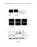 Antisense Oligonucleotides (ODN) Against SMAD7 and Uses Thereof in Medical     Field diagram and image