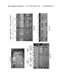 Engineered Light-Harvesting Organisms diagram and image