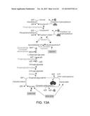 Engineered Light-Harvesting Organisms diagram and image