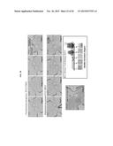 RAPID ANTIBIOTIC SUSCEPTIBILITY TESTING SYSTEM BASED ON BACTERIAL     IMMOBILIZATION USING GELLING AGENT, ANTIBIOTIC DIFFUSION AND TRACKING OF     SINGLE BACTERIAL CELLS diagram and image