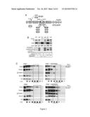 METHOD FOR IN VITRO DETECTION AND MONITORING OF A DISEASE BY MEASURING     DISEASE-ASSOCIATED PROTEASE ACTIVITY IN EXTRACELLULAR VESICLES diagram and image