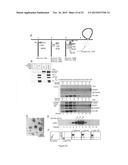 METHOD FOR IN VITRO DETECTION AND MONITORING OF A DISEASE BY MEASURING     DISEASE-ASSOCIATED PROTEASE ACTIVITY IN EXTRACELLULAR VESICLES diagram and image