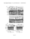 METHOD FOR IN VITRO DETECTION AND MONITORING OF A DISEASE BY MEASURING     DISEASE-ASSOCIATED PROTEASE ACTIVITY IN EXTRACELLULAR VESICLES diagram and image