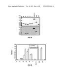 VACCINES AND DIAGNOSTICS FOR THE EHRLICHIOSES diagram and image