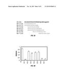 VACCINES AND DIAGNOSTICS FOR THE EHRLICHIOSES diagram and image