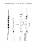 GENETICALLY MODIFIED MAJOR HISTOCOMPATIBILITY COMPLEX MICE diagram and image