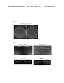 Seed-Origin Endophyte Populations, Compositions, and Methods of Use diagram and image