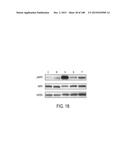 THERAPEUTIC COMPOUNDS AND METHODS diagram and image