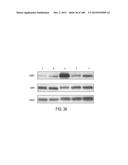 THERAPEUTIC COMPOUNDS AND METHODS diagram and image