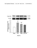 Na/K-ATPase Ligand and Uses Thereof in Wound Healing diagram and image