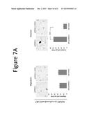 METHODS FOR TREATING CANCER USING COMPOSITIONS COMPRISING HSS1 AND/OR HSM1 diagram and image