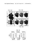 COMPOSITIONS AND METHODS USING RECOMBINANT MHC MOLECULES FOR THE TREATMENT     OF STROKE diagram and image