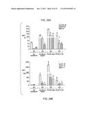 COMPOSITIONS AND METHODS USING RECOMBINANT MHC MOLECULES FOR THE TREATMENT     OF STROKE diagram and image