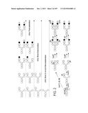 GLYCOPEGYLATION METHODS AND PROTEINS/PEPTIDES PRODUCED BY THE METHODS diagram and image