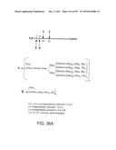 GLYCOPEGYLATION METHODS AND PROTEINS/PEPTIDES PRODUCED BY THE METHODS diagram and image