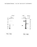 GLYCOPEGYLATION METHODS AND PROTEINS/PEPTIDES PRODUCED BY THE METHODS diagram and image