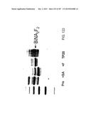 GLYCOPEGYLATION METHODS AND PROTEINS/PEPTIDES PRODUCED BY THE METHODS diagram and image