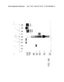 GLYCOPEGYLATION METHODS AND PROTEINS/PEPTIDES PRODUCED BY THE METHODS diagram and image