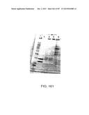 GLYCOPEGYLATION METHODS AND PROTEINS/PEPTIDES PRODUCED BY THE METHODS diagram and image