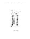 GLYCOPEGYLATION METHODS AND PROTEINS/PEPTIDES PRODUCED BY THE METHODS diagram and image