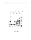 GLYCOPEGYLATION METHODS AND PROTEINS/PEPTIDES PRODUCED BY THE METHODS diagram and image