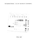 GLYCOPEGYLATION METHODS AND PROTEINS/PEPTIDES PRODUCED BY THE METHODS diagram and image