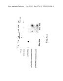 GLYCOPEGYLATION METHODS AND PROTEINS/PEPTIDES PRODUCED BY THE METHODS diagram and image