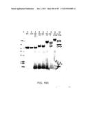 GLYCOPEGYLATION METHODS AND PROTEINS/PEPTIDES PRODUCED BY THE METHODS diagram and image