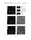 INTRACELLULAR DELIVERY SYSTEM AND METHODS diagram and image