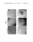 TARGETED GENE DELIVERY TO NON-PHAGOCYTIC MAMMALIAN CELLS VIA BACTERIALLY     DERIVED INTACT MINICELLS diagram and image