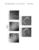 TARGETED GENE DELIVERY TO NON-PHAGOCYTIC MAMMALIAN CELLS VIA BACTERIALLY     DERIVED INTACT MINICELLS diagram and image