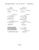 LABELLED NUCLEOTIDES diagram and image