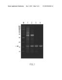 PARTIAL PURIFICATION METHOD FOR HYDROPHILIC RECOMBINANT PROTEIN diagram and image