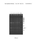 PARTIAL PURIFICATION METHOD FOR HYDROPHILIC RECOMBINANT PROTEIN diagram and image