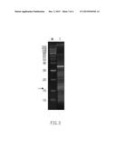 PARTIAL PURIFICATION METHOD FOR HYDROPHILIC RECOMBINANT PROTEIN diagram and image