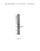 PARTIAL PURIFICATION METHOD FOR HYDROPHILIC RECOMBINANT PROTEIN diagram and image