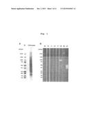 iPS/ES CELL-SPECIFIC ANTIBODY HAVING CYTOTOXICITY TO TARGET CELLS AND USE     THEREOF diagram and image