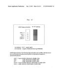 iPS/ES CELL-SPECIFIC ANTIBODY HAVING CYTOTOXICITY TO TARGET CELLS AND USE     THEREOF diagram and image