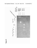 ANTIBODY TARGETING OSTEOCLAST-RELATED PROTEIN Siglec-15 diagram and image