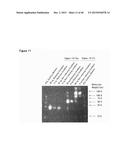 ANTIBODY TARGETING OSTEOCLAST-RELATED PROTEIN Siglec-15 diagram and image