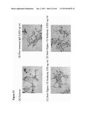 ANTIBODY TARGETING OSTEOCLAST-RELATED PROTEIN Siglec-15 diagram and image