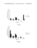 Human Monoclonal Antibodies Against Human Chemokine Receptor CCR7 diagram and image