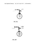 Human Monoclonal Antibodies Against Human Chemokine Receptor CCR7 diagram and image