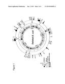 REDUCED GENOME E. COLI diagram and image