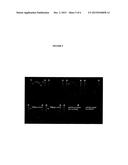 REDUCED GENOME E. COLI diagram and image