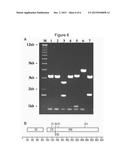 REDUCED GENOME E. COLI diagram and image