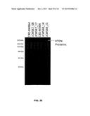 COAGULATION FACTOR IX COMPOSITIONS AND METHODS OF MAKING AND USING SAME diagram and image