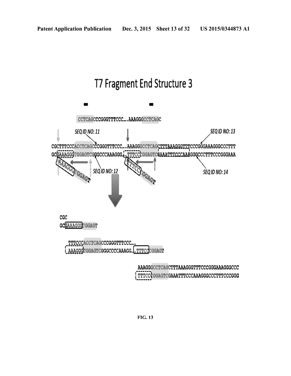 Whole Genome Mapping by DNA Sequencing With Linked-Paired-End Library - diagram, schematic, and image 14