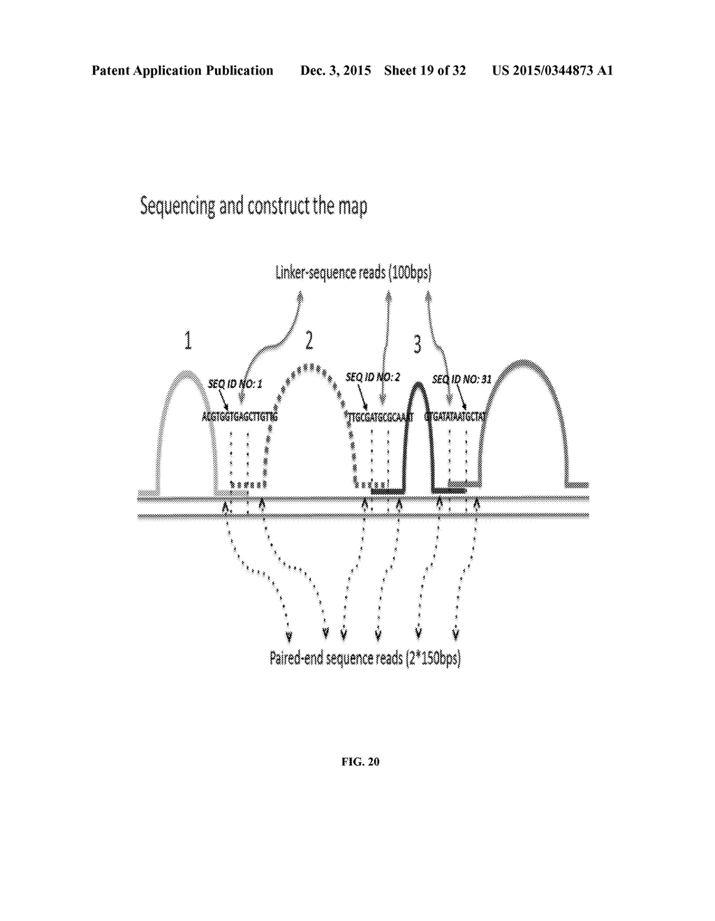 Whole Genome Mapping by DNA Sequencing With Linked-Paired-End Library - diagram, schematic, and image 20